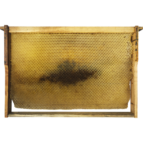 Рамка Дадан 300 мм с сотами (пчелиная сушь) - ЗАПРОС КОЛИЧЕСТВА ПО ТЕЛЕФОНУ